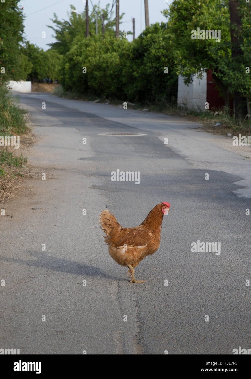 Chicken road oficial - Descubre el misterio de la Famosa Ruta del Pollo en España
