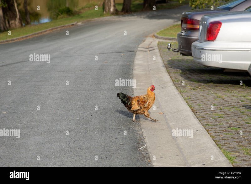 Ontdek de Geheimen van Chicken Road Gokspel in Nederland nu Online, chicken road game