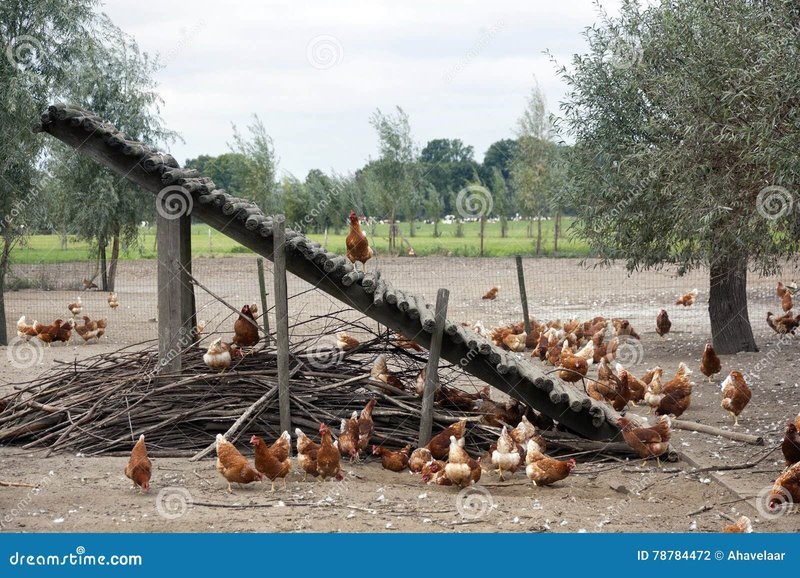 Image: Spelers Bevrijden Chickencoin op Chickencoin Gokspel in Nederland